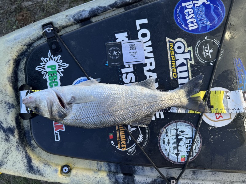 Fish Measure Picture